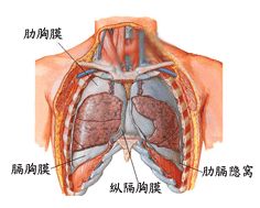 胸膜疾病