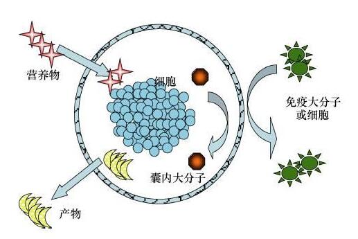 内分泌组织疾病